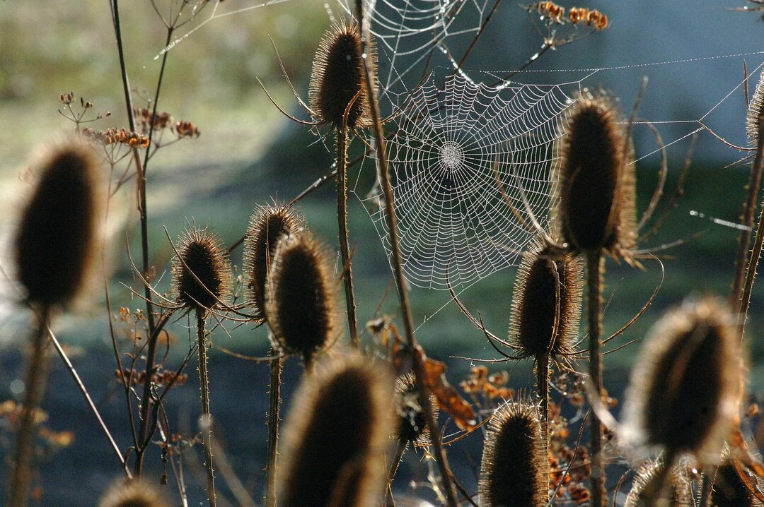 アフィニターのジェネリック